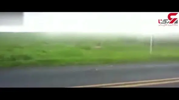 حمله مار خشمگین به یک تریلی+فیلم