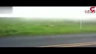 حمله مار خشمگین به یک تریلی+فیلم