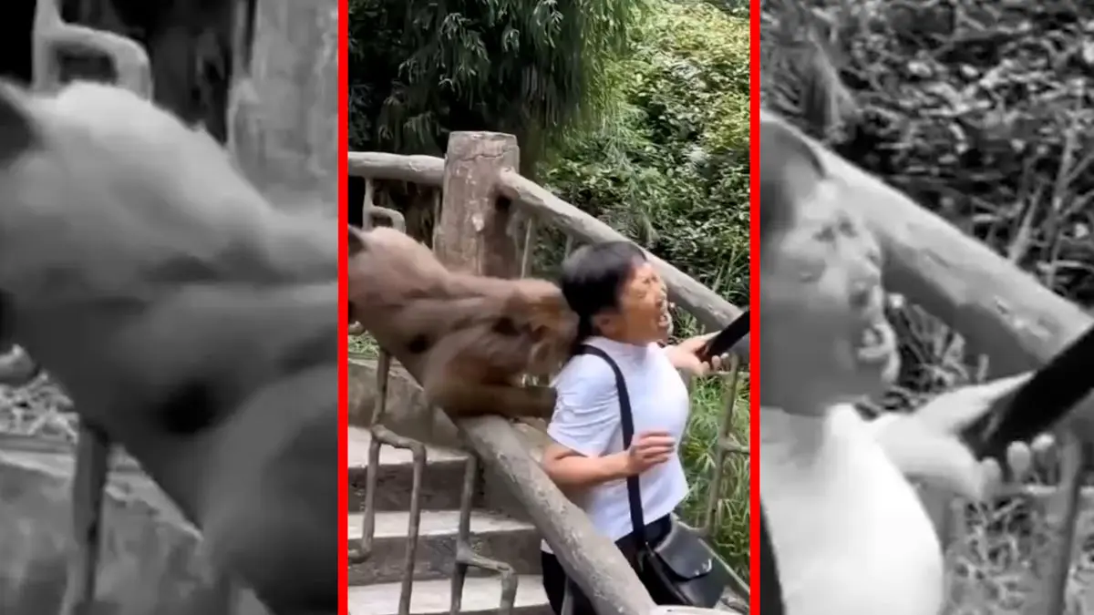 فیلم میمون های جسور در مناطق توریستی