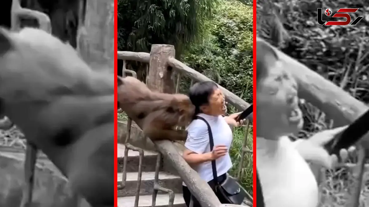 فیلم میمون های جسور در مناطق توریستی