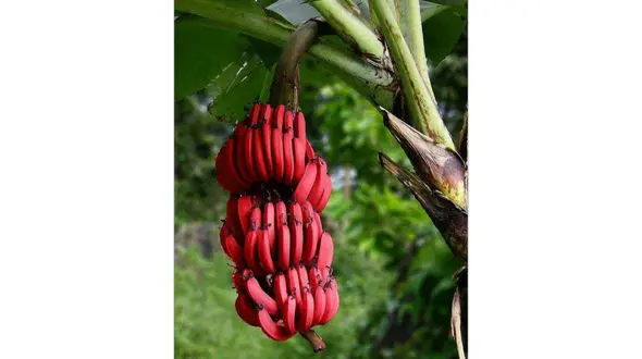 موزی که قرمز است +عکس