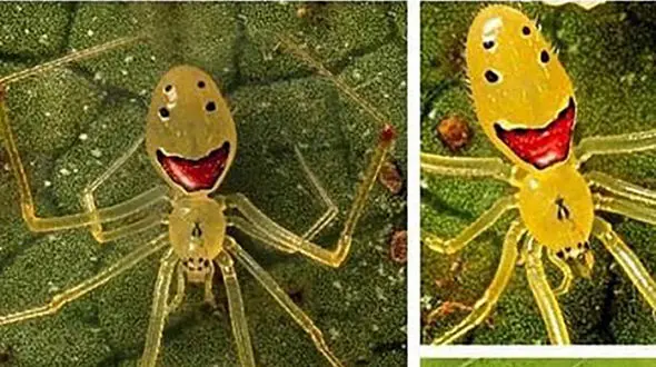 این عنکبوت همیشه می خندد + عکس