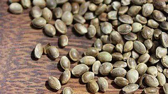 انسولین خوشمزه ای به نام شاهدانه 