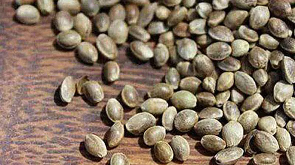 انسولین خوشمزه ای به نام شاهدانه 