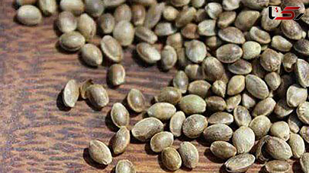 انسولین خوشمزه ای به نام شاهدانه 