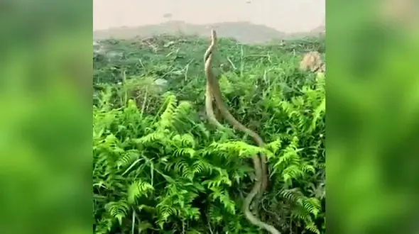 مبارزه دیدنی دو مار موش خوار بر سر قلمرو! + فیلم