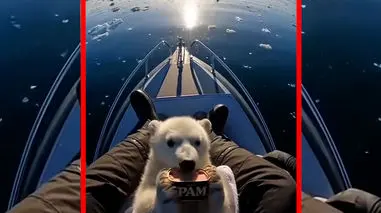 فیلم صحنه شبیه سازی هوش مصنوعی از نجات توله خرس قطبی