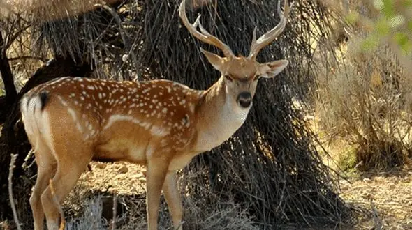 حیات وحش زیبای یزد + فیلم 