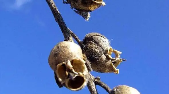 عکس های خیلی ترسناک از طبیعت + عکس