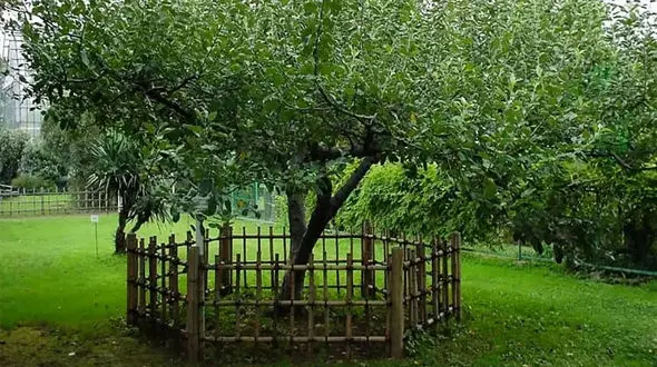 نیوتن زیر این درخت به نیروی جاذبه پی برد + عکس