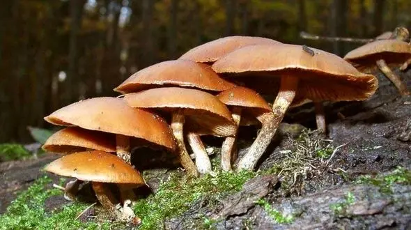 قارچ های خود رو فریبنده اما خطرناک