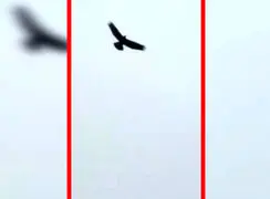 فیلم پرواز عقاب های بزرگ جثه در خراسان شمالی