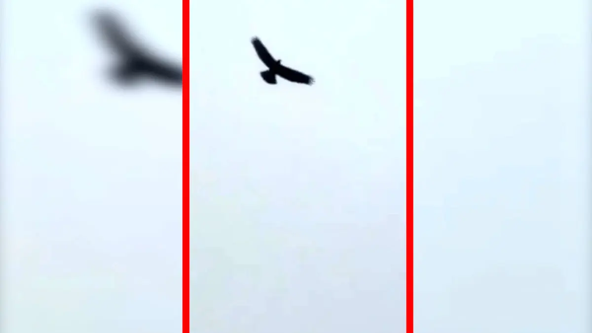 فیلم پرواز عقاب های بزرگ جثه در خراسان شمالی