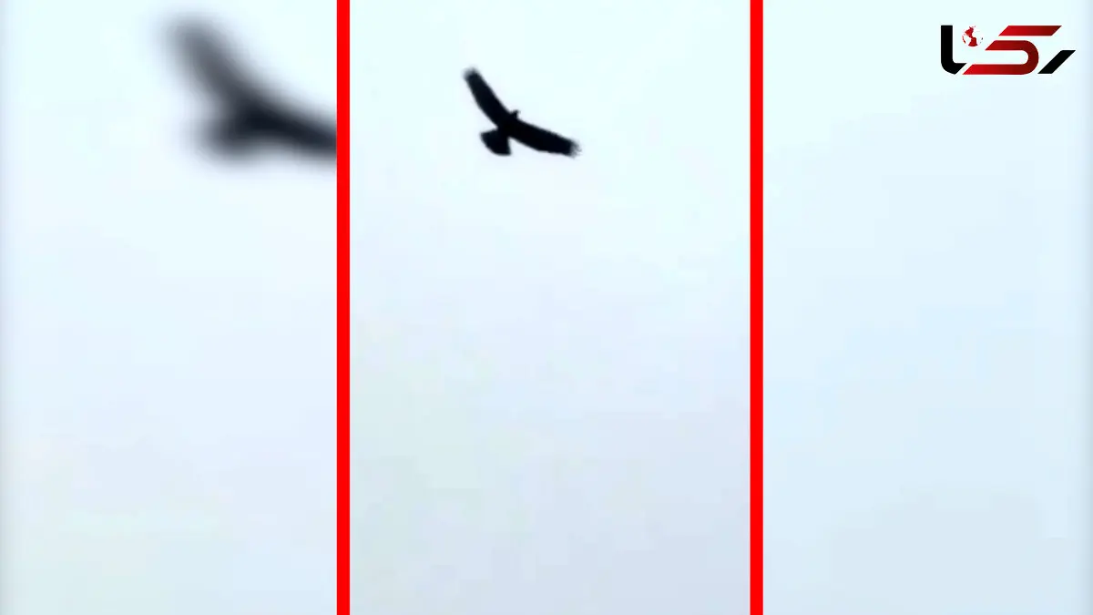 فیلم پرواز عقاب های بزرگ جثه در خراسان شمالی