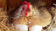 مرغ و تخم مرغ به قیمت مصوب در بازار پیدا نمی شود