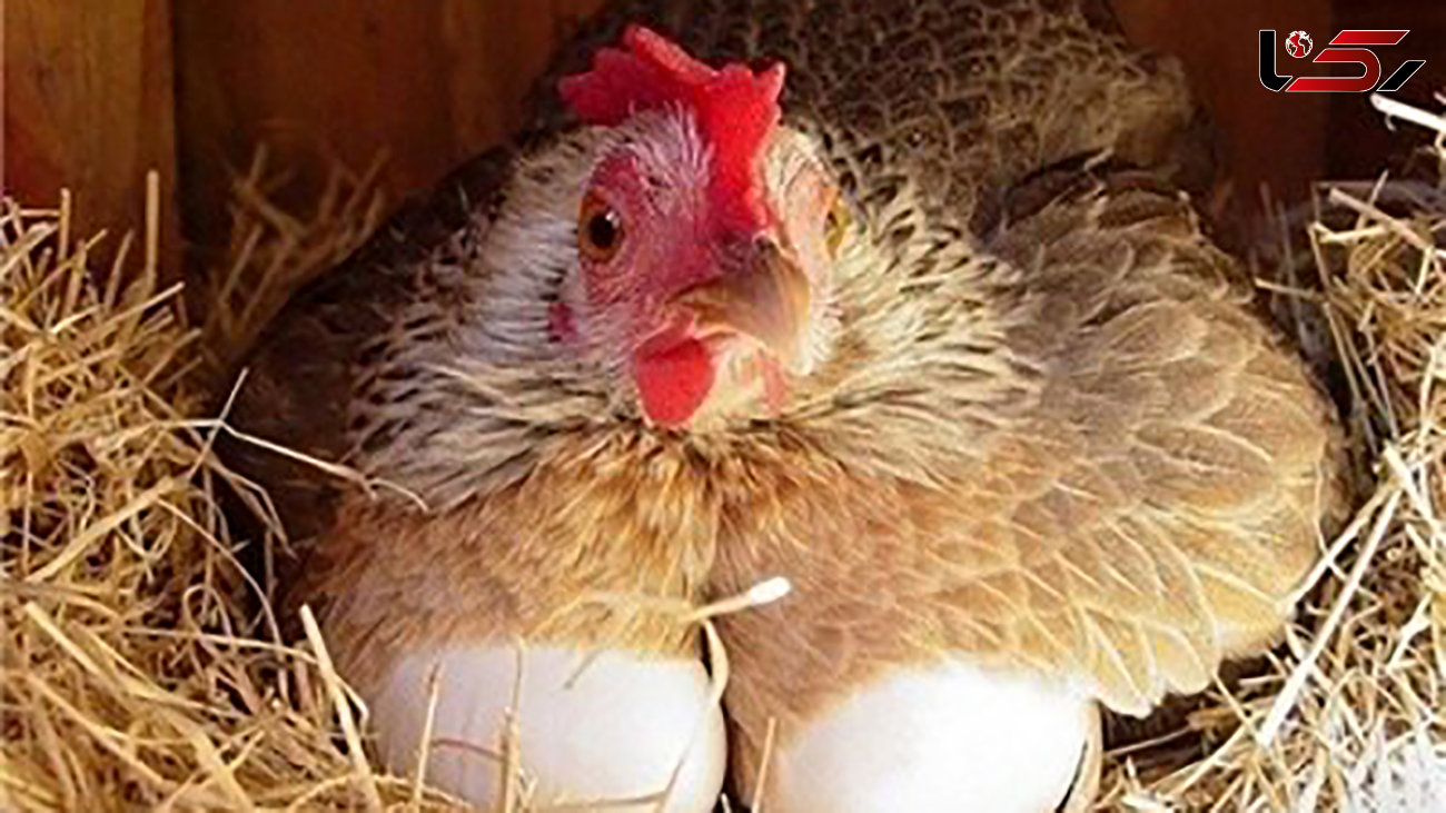 در مصرف مرغ و تخم مرغ زیاده روی نکنید