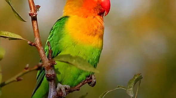 از کرکس ریش دار تا طوطی ملنگو