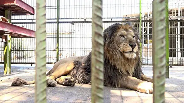 سلطان جنگل بابلسر به پاکستان صادر شد + فیلم