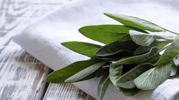 معجزه سرکه سیب و مریم گلی برای موهای خشک