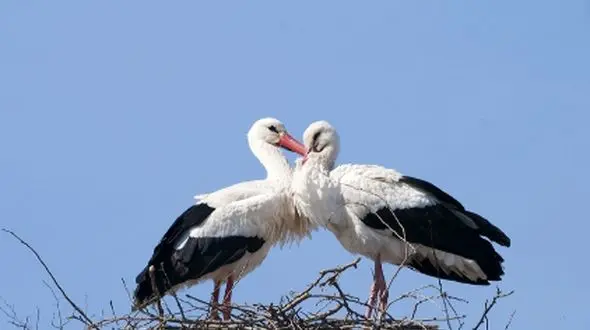 زوج لک‌ لک‌های عاشق در بروجرد؛ داستانی از قهر تا آشتی در یک عکس شگفت‌ انگیز!