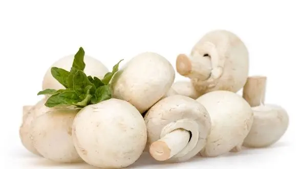 خوردن این دو نوع قارچ خوراکی ممنوع!