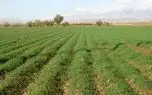 595 هزار هکتار از اراضی استان همدان زیر کشت غلات است