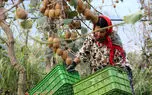 صادرات کیوی و سیب زمینی به قیمت خالی کردن جیب و سفره مردم!