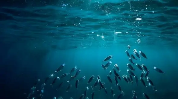 دو روایت از اعماق دریا /  استاد نامرئی  و نبرد دو ماهی مرکب در تاریکی!