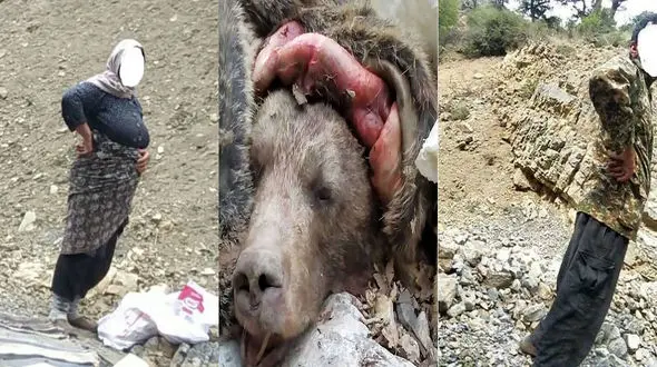 زوج بی رحم خرس قهوه ای را جلوی چشمان کودکش کشتند و مثله کردند + فیلم و عکس