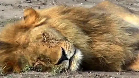 آیا تاکنون شاهد رقابت شیر و اژدهای کومودوی وحشی در حیات وحش بوده‌اید؟