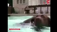 آب بازی یک راکون با سگ!