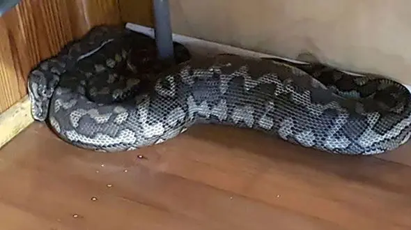 ورود میهمان ناخوانده از سقف سالن به باشگاه بدنسازی زنان+ عکس