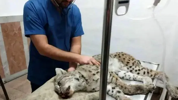 تلف شدن یک گربه سیاهگوش در تصادف جاده ای هادیشهر + عکس