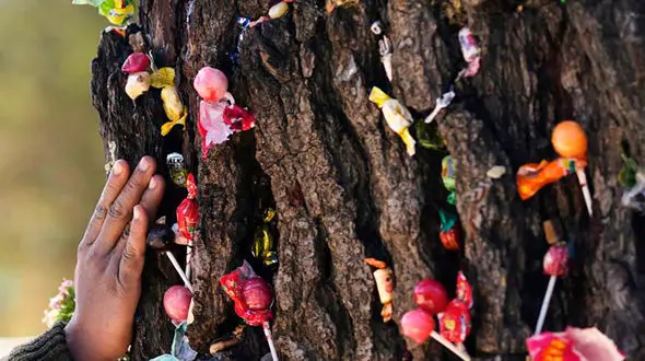 درخت معجزه آسایی که شفا می دهد عشق ها را به هم می رساند و ... + عکس و موقعیت مکانی