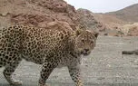 صحنه ای بی نظیر برای اولین بار در کشور/ شکار میش اوریال توسط پلنگ ایرانی