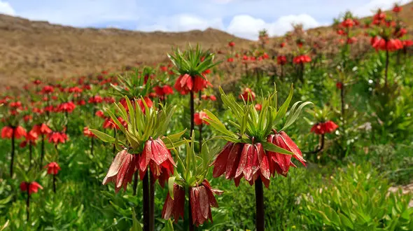 سفر اردیبهشت به روستاهای دارای لاله‌ های واژگون 