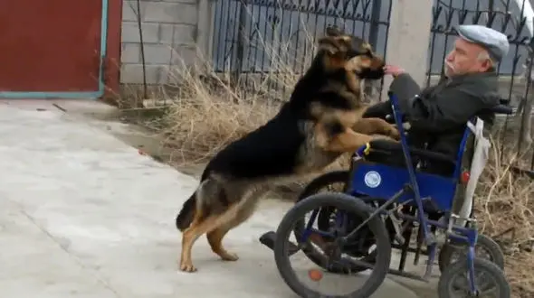 وفای عجیب یک سگ به صاحب معلولش + فیلم