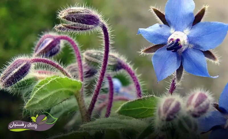 گل گاو زبان