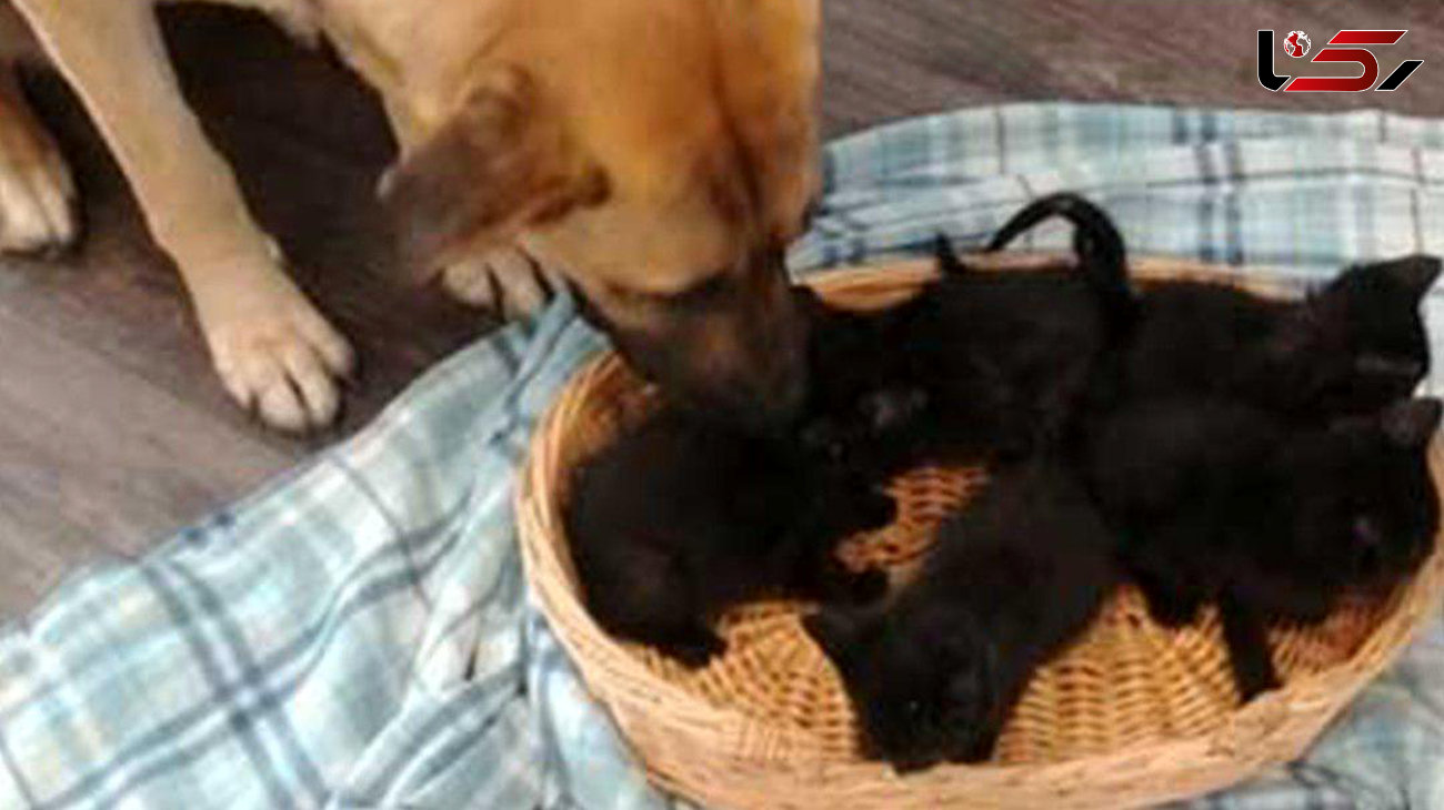 یک سگ ولگرد  به 5 بچه گربه در سرما پناه داد +عکس