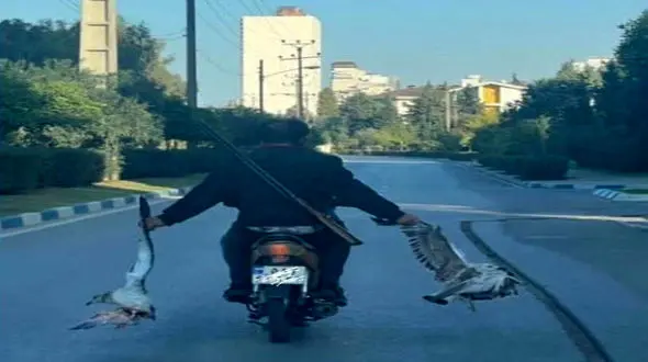 بازداشت شکارچی بی رحم در بابلسر / عکس شکارش پخش شده بود + جزییات