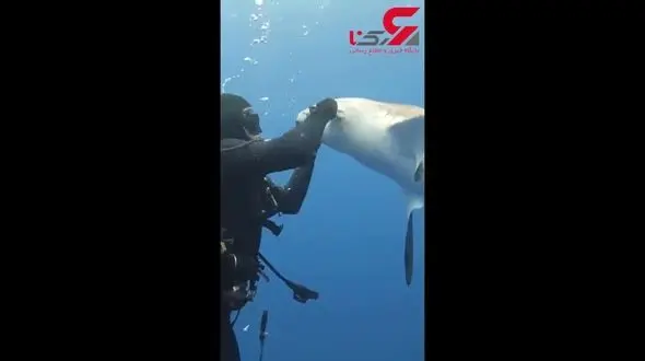 فیلم دیدنی از کمک مرد غواص به کوسه بزرگ / قلاب ماهیگیری در دهانش گیر کرده بود