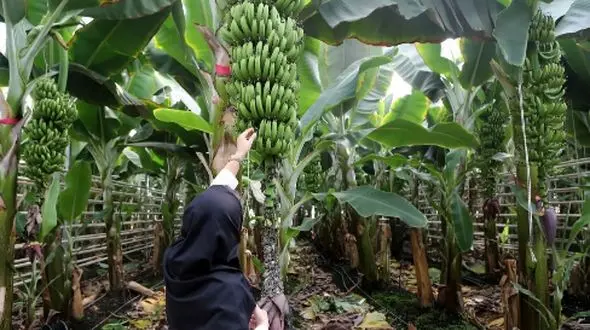 بزرگترین گلخانه جهان در ایران؛ تصاویر منتشر شده توسط رسانه‌ های خارجی / عکس