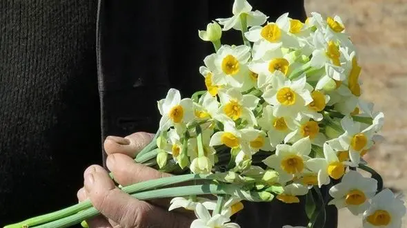 بوییدن این گل در زمستان دشمن سرماخوردگی است
