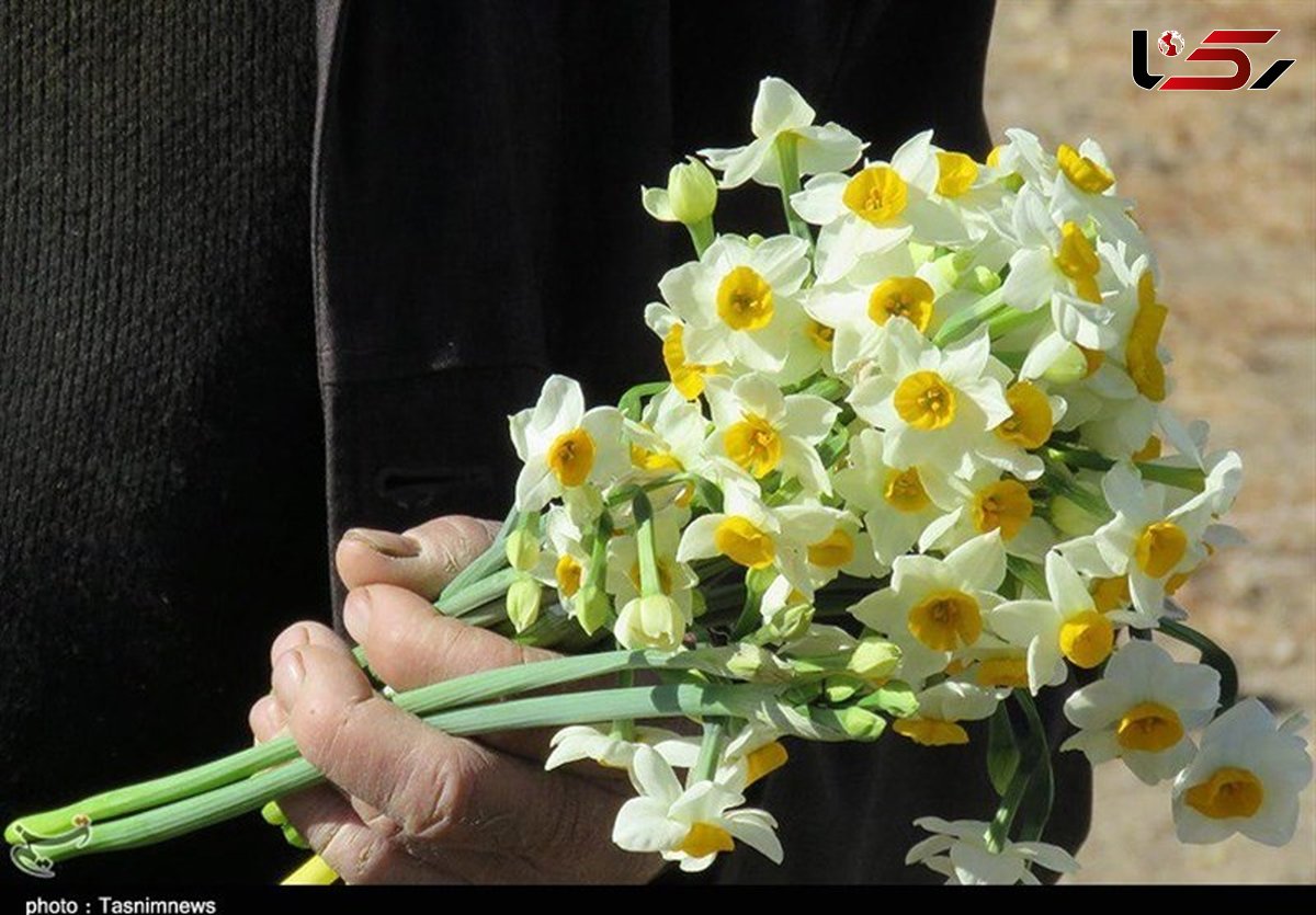 بوییدن این گل در زمستان دشمن سرماخوردگی است