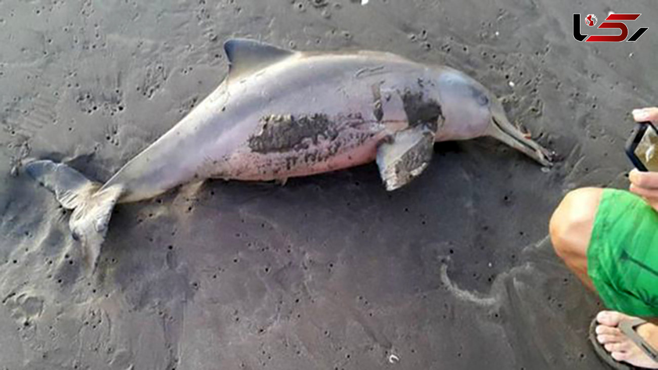 مرگ دردناک بچه دلفین روی دستان سلفی بگیرها+ تصاویر 