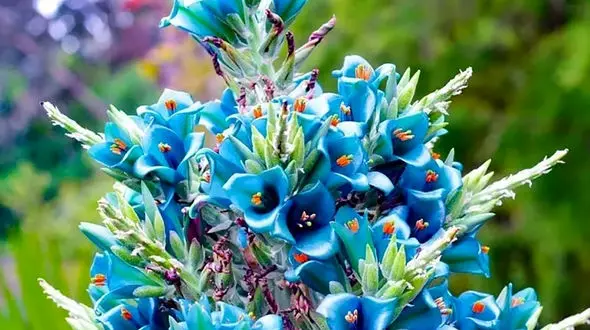 گل دهی برج یاقوت کبود پس از 20 سال + عکس