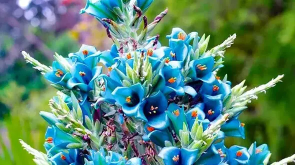 گل دهی برج یاقوت کبود پس از 20 سال + عکس