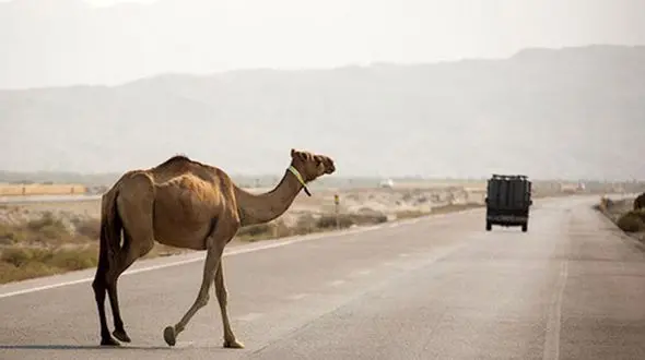 تصادف با شتر جان پسر هرمزگانی را گرفت