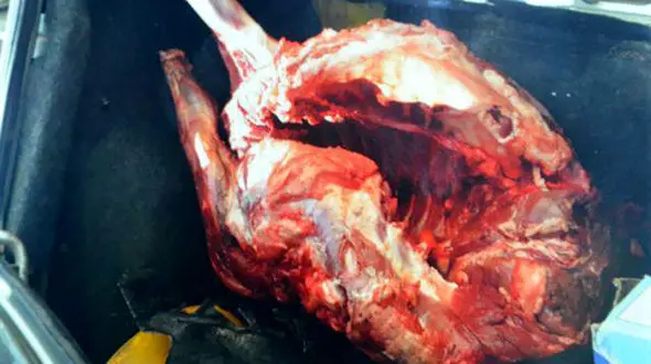 خرید و فروش گوشت کراز / اعتراف متهم 38 ساله+ عکس