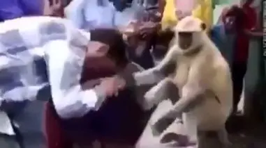 فیلم پرستش یک میمون توسط مردم هند